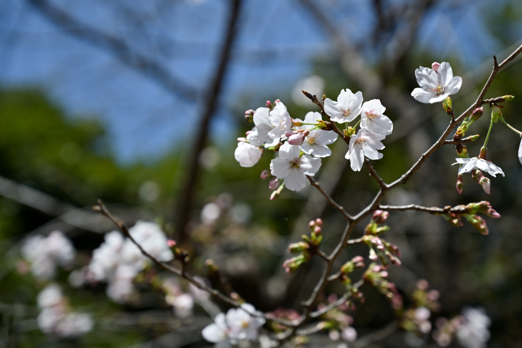 神代植物公園【サクラ：染井吉野】①20240330