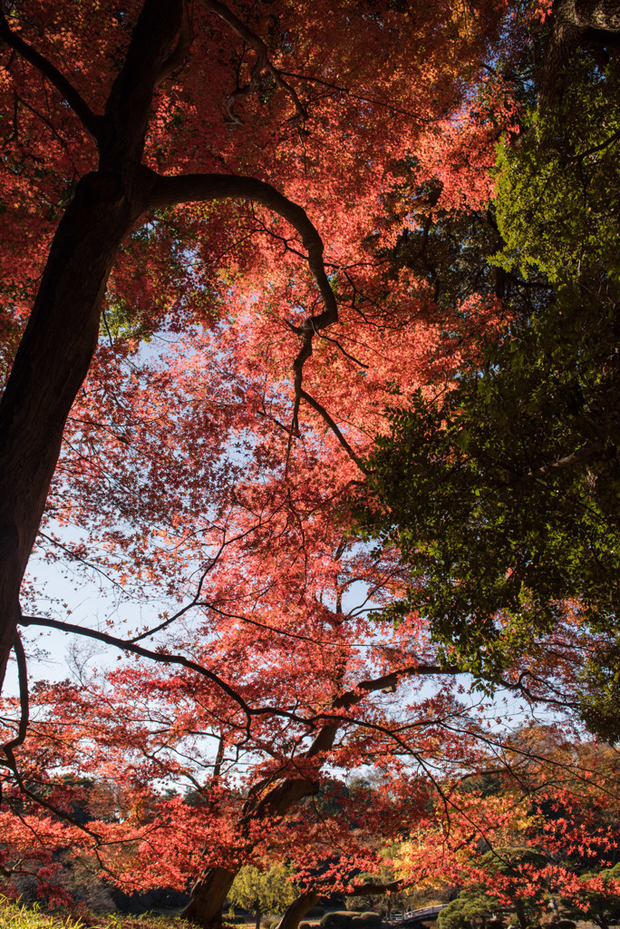 新宿御苑【上の池付近の紅葉】③20171209