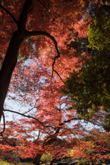 新宿御苑【上の池付近の紅葉】③20171209