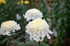 大船フラワーセンター【菊：白系】20251102