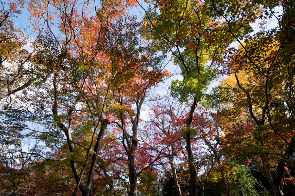 京都の紅葉【真正極楽寺 (真如堂)】②20201126