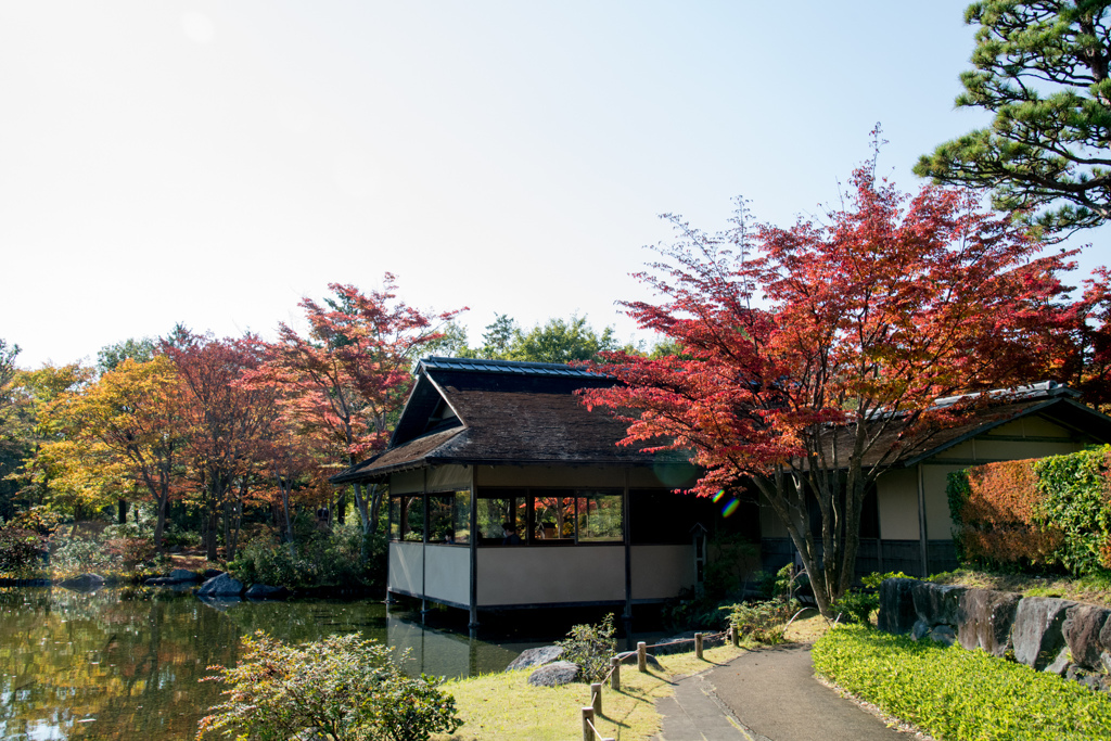 昭和記念公園【日本庭園：清池軒付近の紅葉】③20211106