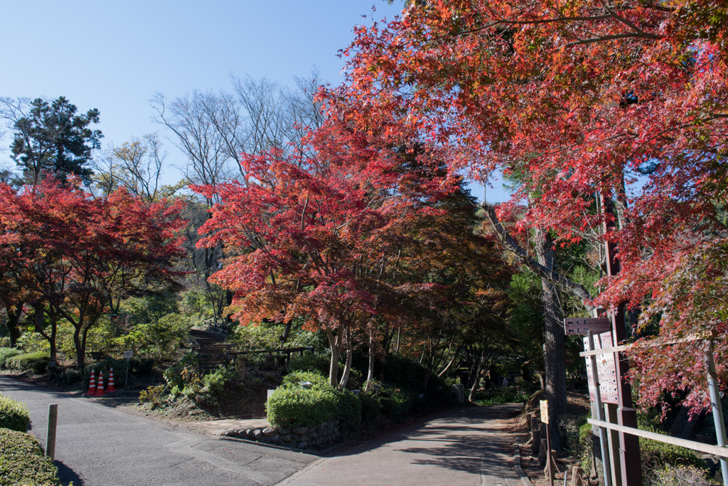 薬師池公園【薬医門へ向かう道の紅葉】②20211113