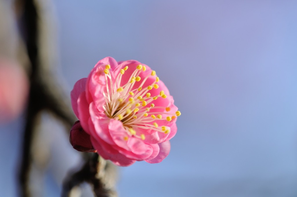 【梅】④20140201