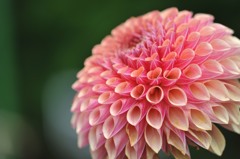 【神代植物公園・NO11-396】2