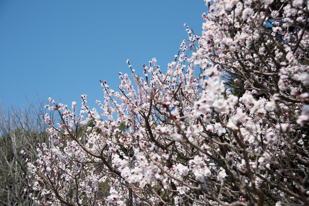 【神代植物公園(薄色縮緬)】20160228