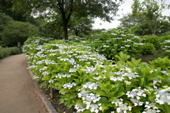 相模原北公園【紫陽花：浜辺の詩】①20230619