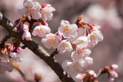 新宿御苑【寒桜】③20170204