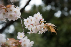 【新宿御苑(八重左近桜)】①20160402