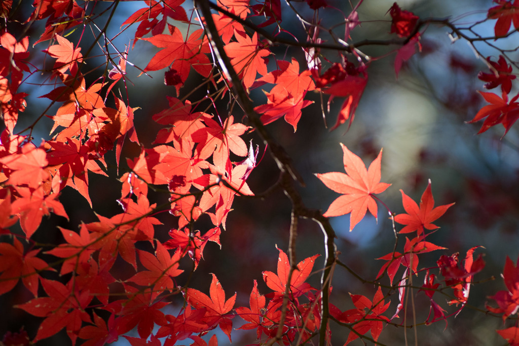 新宿御苑【芝生広場あたりの紅葉】①20181215