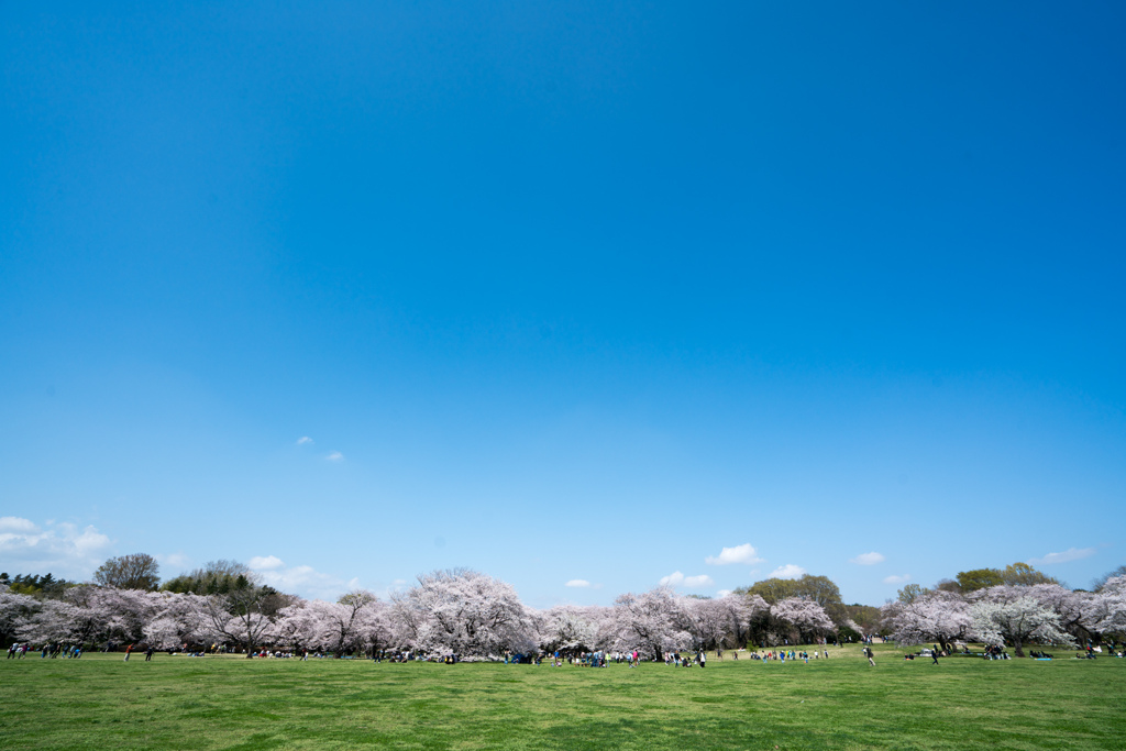 昭和記念公園【桜の園：桜林の眺め】④20230329