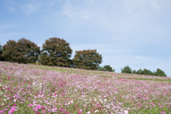 昭和記念公園【花の丘の眺め】20201101
