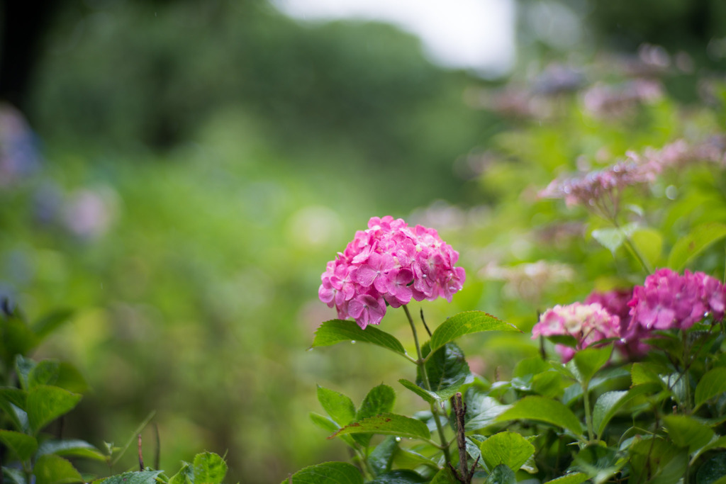 府中市郷土の森【アジサイ】c1、f=1.4_Planar_85mm