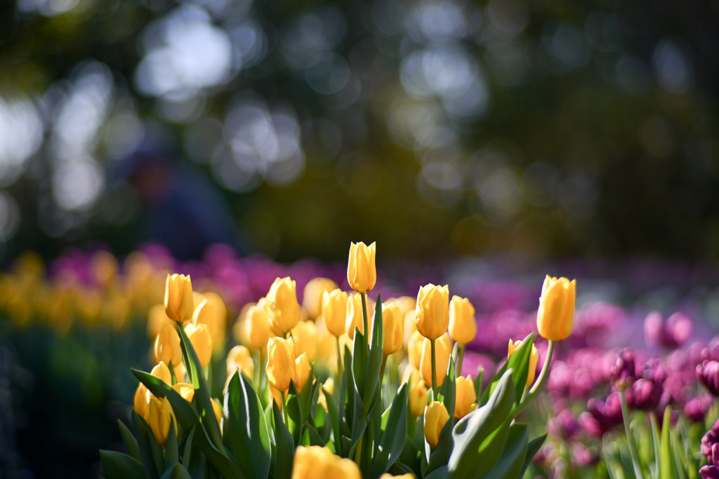 サムエル・コッキング苑【チューリップ：イエローフライト】①20260106
