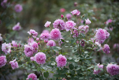 【生田緑地ばら苑(薔薇：シスター・エリザベス)】20161016
