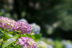 薬師池公園【赤系紫陽花】①20170617