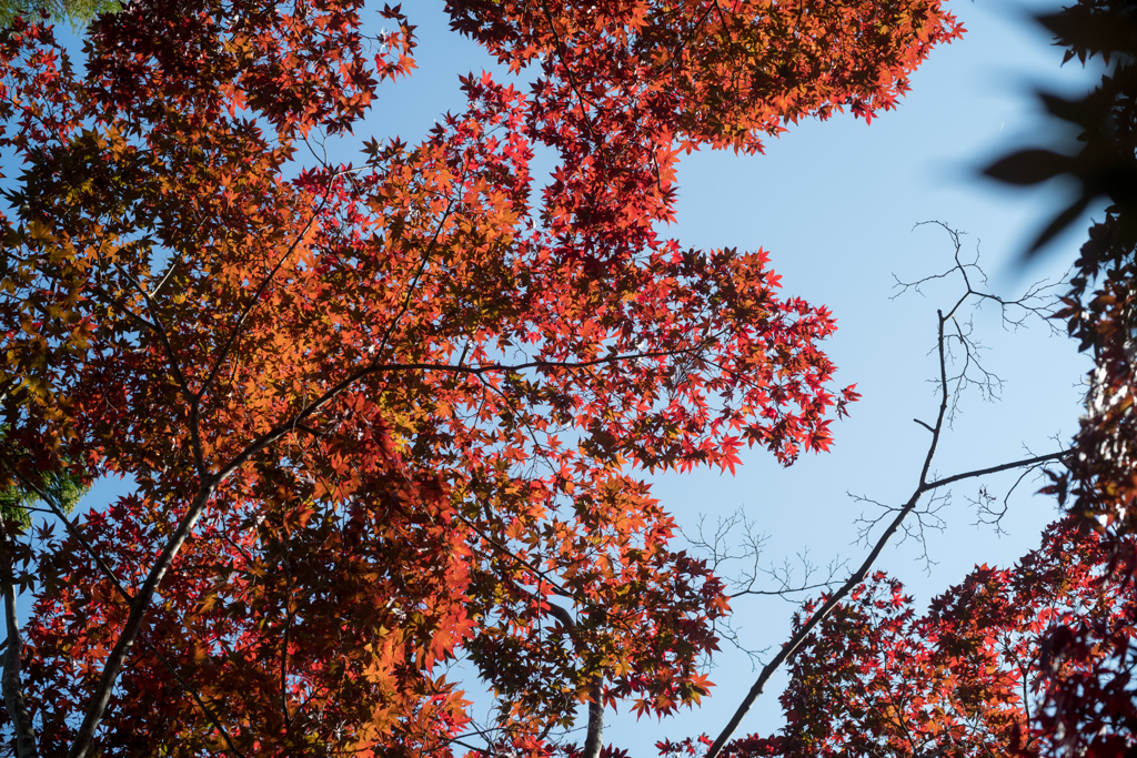 薬師池公園【薬医門への道沿いの紅葉】④20221112