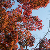 薬師池公園【薬医門への道沿いの紅葉】④20221112