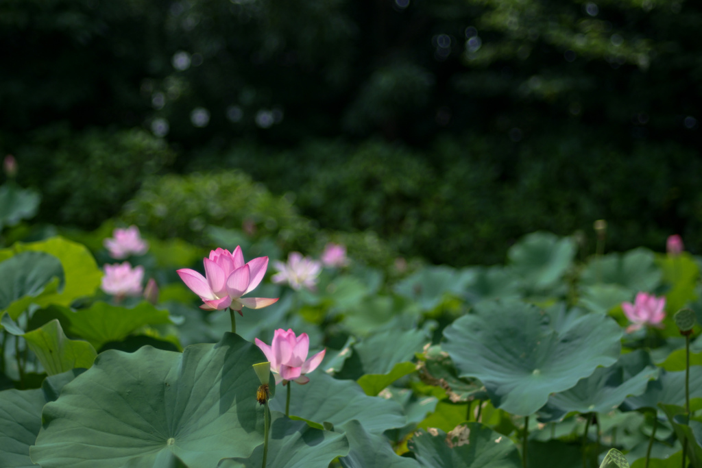 花菜ガーデン【田んぼたんぼの蓮(近景)】①20240718