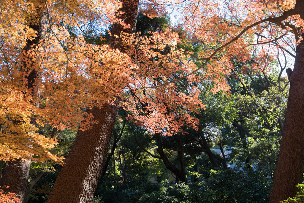 新宿御苑【モミジ山のの紅葉】①20171209