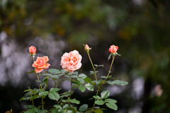 花菜ガーデン【秋パラ：花菜ローズ】20251027