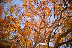 神代植物公園【シマサルスベリ】②20251130