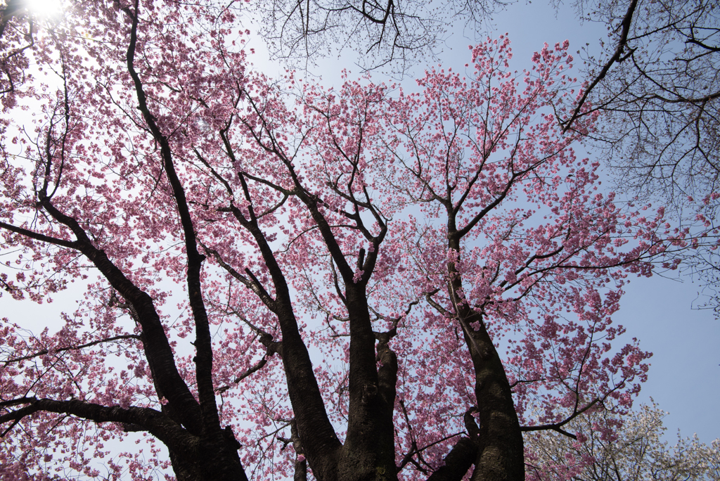 新宿御苑【桜：陽光】③20170325