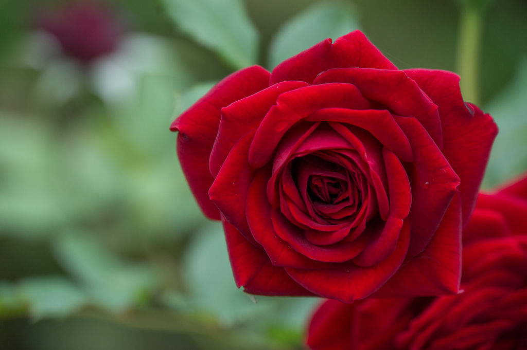 【花菜ガーデン(薔薇：黒蝶)】20161010