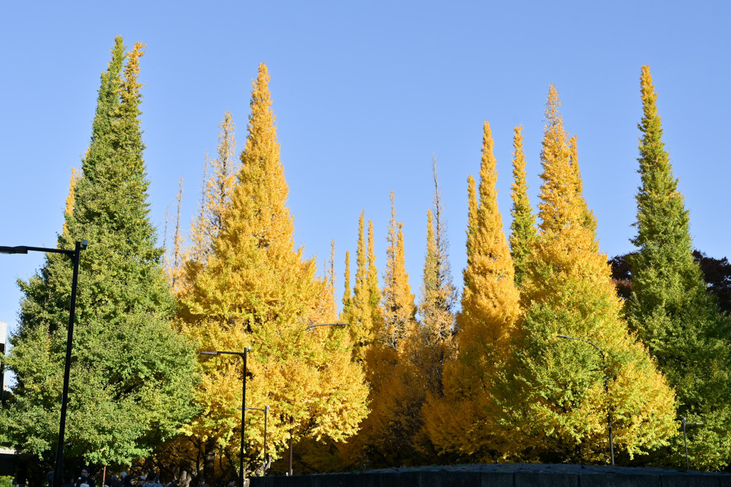 神宮外苑【いちょう並木】②20251124