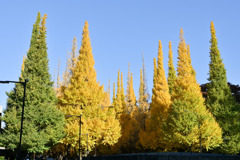 神宮外苑【いちょう並木】②20251124