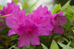 【庭の花(ツツジ)】20150429