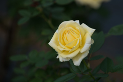 【生田緑地ばら苑(薔薇：サンシルク)】20161016