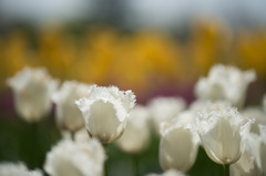 【昭和記念公園(ハネムーン)】①20150418