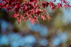 昭和記念公園【日本庭園：紅葉の様子】⑩20201114銀塩NLP