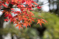 【ささぶねの道(紅葉)】④20151121