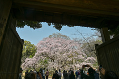 六義園【枝垂れ桜】①20250326
