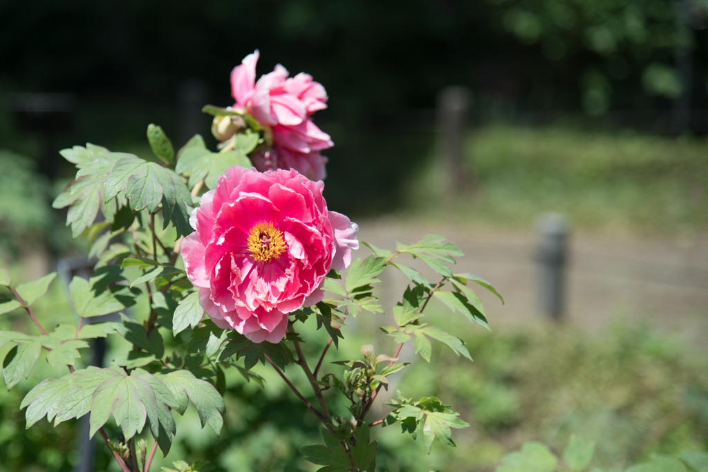神代植物公園【牡丹：新七福神】20220430