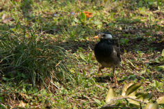 神代植物公園【鳥】20170319