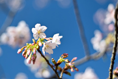 王禅寺ふるさと公園【玉縄桜】⑦20240226