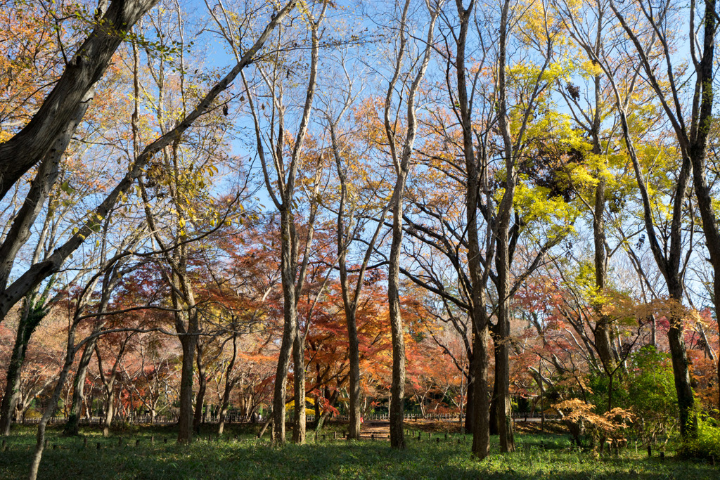 神代植物公園【雑木林付近の紅葉】①20191214