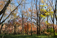 神代植物公園【雑木林付近の紅葉】①20191214