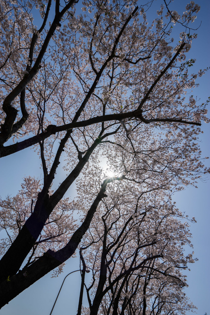 【海軍道路の桜並木】⑤20180331