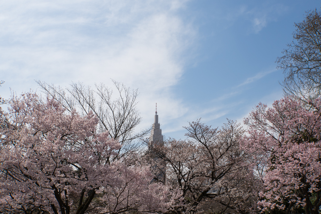 新宿御苑【桜とタワー】①20170402