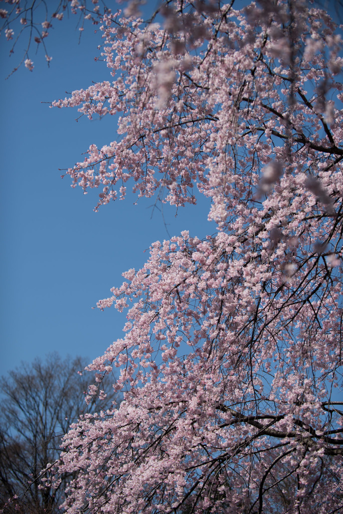 小石川後楽園【枝垂桜：大堰川沿い】④20180325