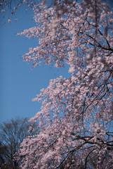 小石川後楽園【枝垂桜：大堰川沿い】④20180325