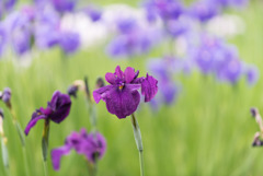 神代植物公園【花菖蒲】④20190602