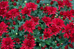 大船フラワーセンター【菊：赤系のアップ】20251102