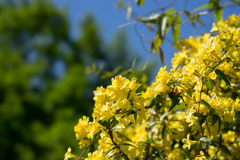 神代植物公園【カロナイナジヤスミン】①20170423