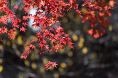 【新宿御苑(翔天亭近くの紅葉)】①20151212