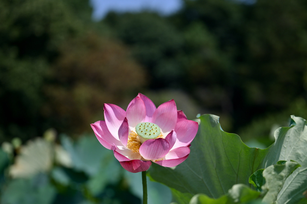 神代植物公園【花蓮園：蜀紅蓮】②20250820